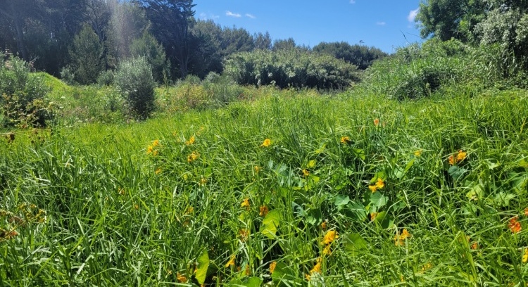 Campanha Ação Popular - 66 Pela Quinta