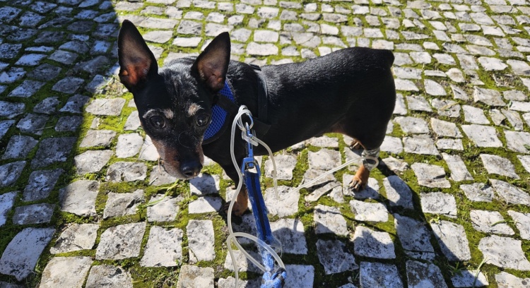 Campanha Solidária – Vamos Ajudar o Kiko