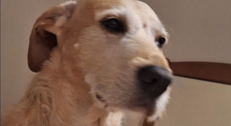 Urgent Veterinary Help: Consultations and Exams for my Pet