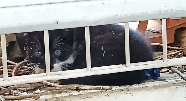 Sterilizing is caring and loving.