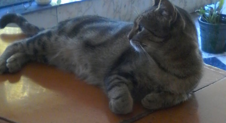 Ajuda para salvar a Julinha 