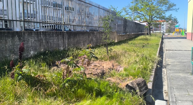 Microforest at the Nascente School: A Living Learning Laboratory at Nery