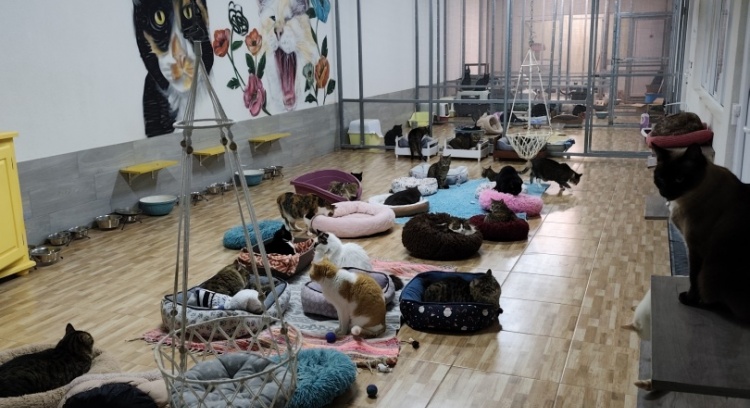 Space for cats with FIV