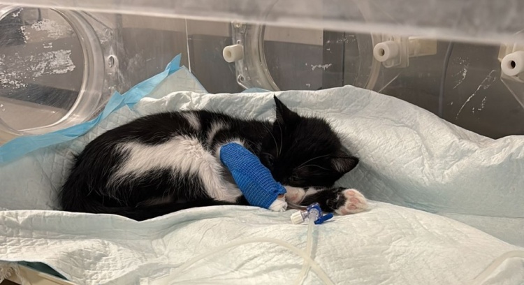 Help to save Maxine — a fight for her life against FIP.