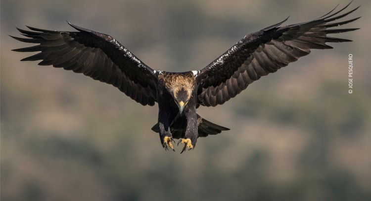 Conservar a Águia-imperial-ibérica