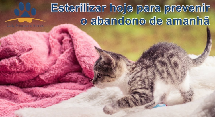 Esterilizar hoje para prevenir o abandono de amanhã