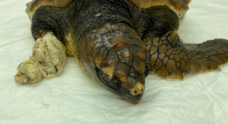 Sea turtles in trouble on Madeira Island