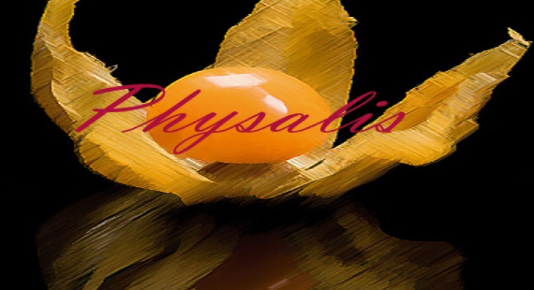 Physalis