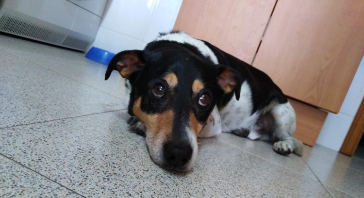I am the dog Piruças and I need to undergo a surgery
