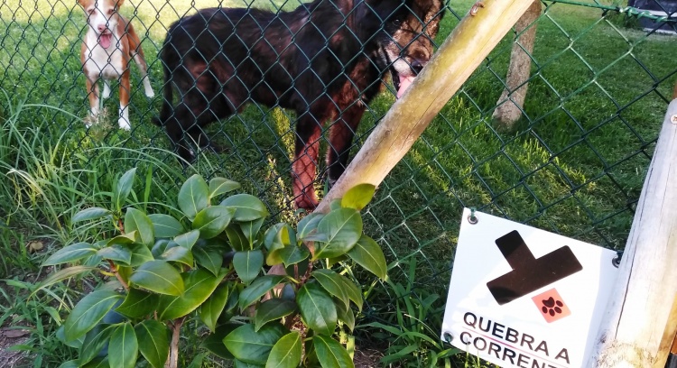 Vedações para libertar cães acorrentados