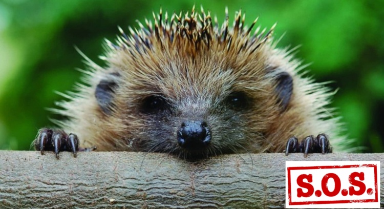 For the creation of CRIDO – Centre for the Recovery and Interpretation of the Hedgehog