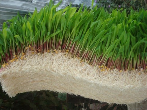 forragem-verde-hidrop-nica-ppl